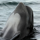 Illustration for article titled Heres What Happens When the Animal Youre E-Tracking Gets Eaten By a Whale